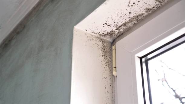 Best HVAC Mold Remediation in Collinwood, TN