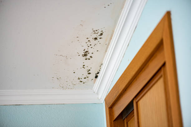 Best Health and Safety Mold Remediation in Collinwood, TN