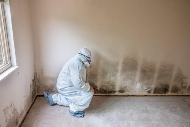 Best Basement Mold Remediation in Collinwood, TN