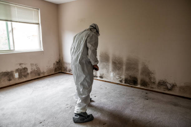 Best Black Mold Remediation in Collinwood, TN